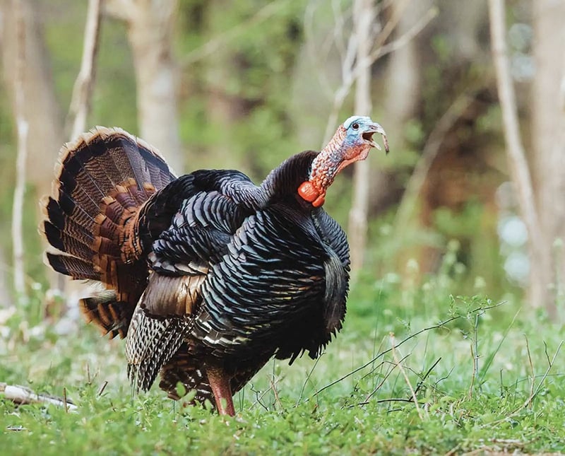 Missouri announces changes for spring 2026 turkey hunt