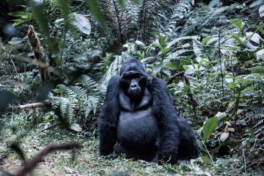In central Africa, with the last mountain gorillas, saved from extinction