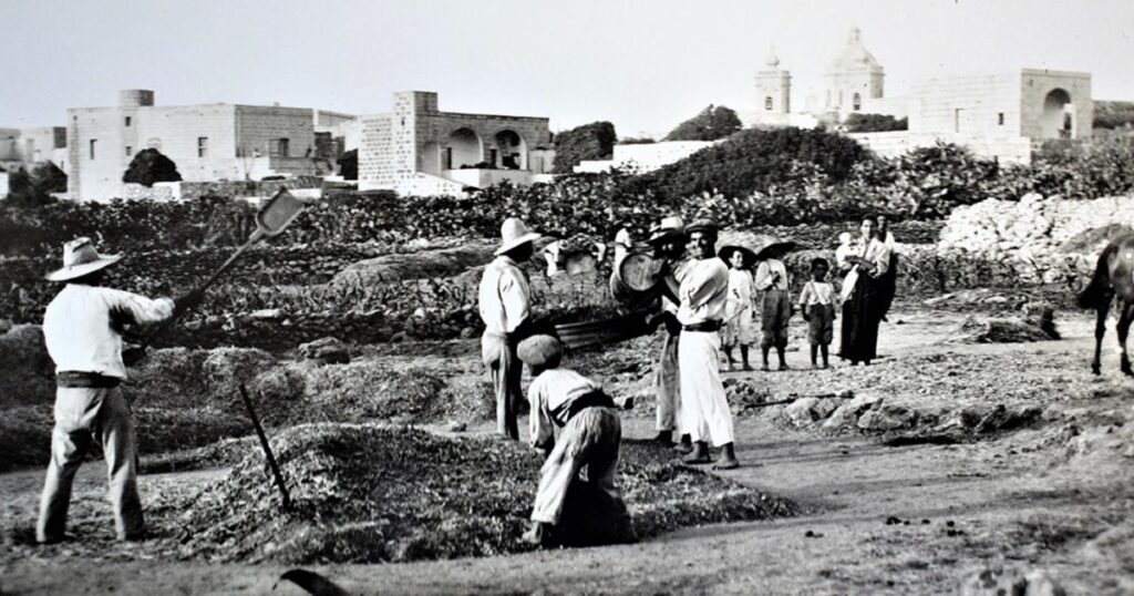 In pictures: Early farmers in Gozo