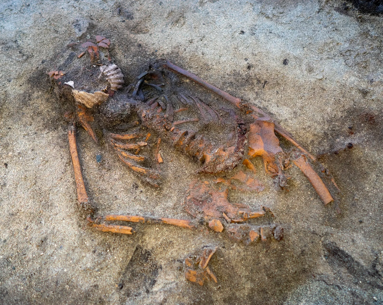 Bones in the Viking grave site discovered in Norway.