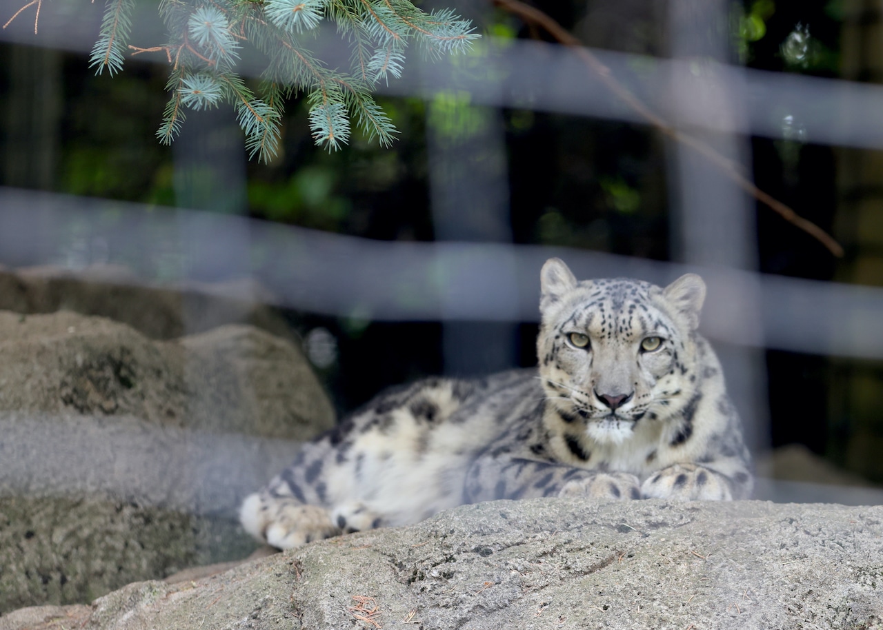 Snow leopard