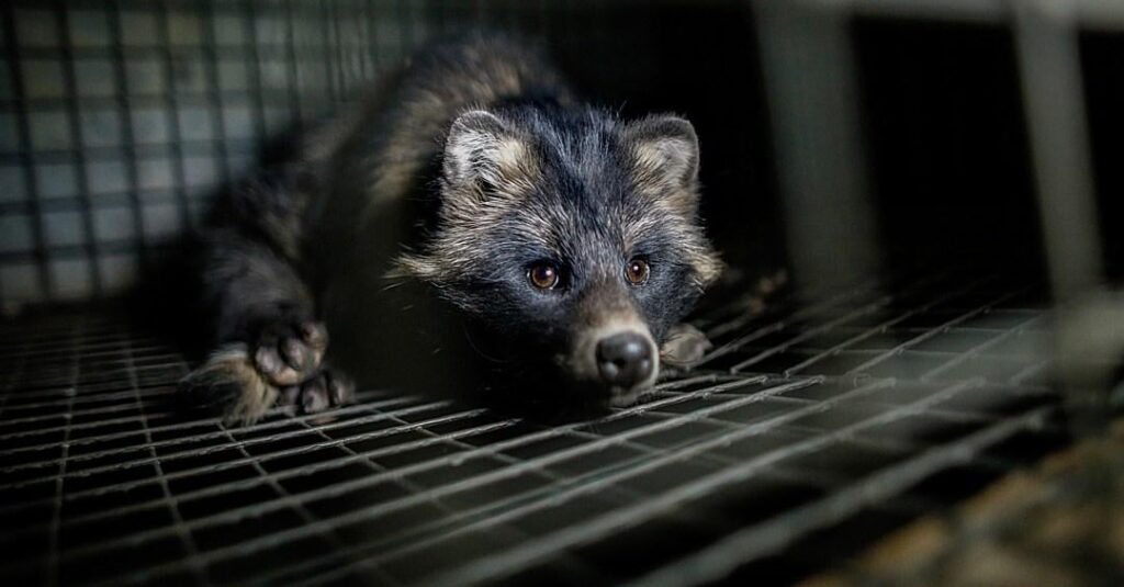 Why one of the world’s top fur producers [Poland] just banned fur farms: The end of fur just got a lot closer.