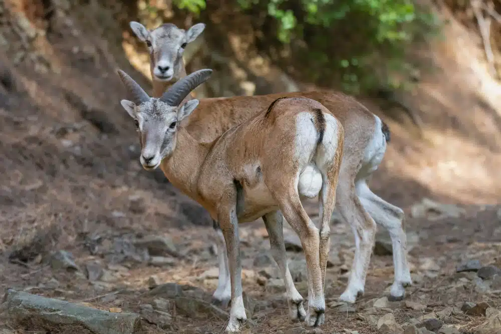 Young,cyprus,mouflons, ,ovis,gmelini,ophion,stnading,on,road.