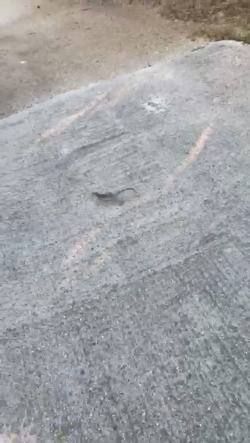 Village Lizard protected its territory