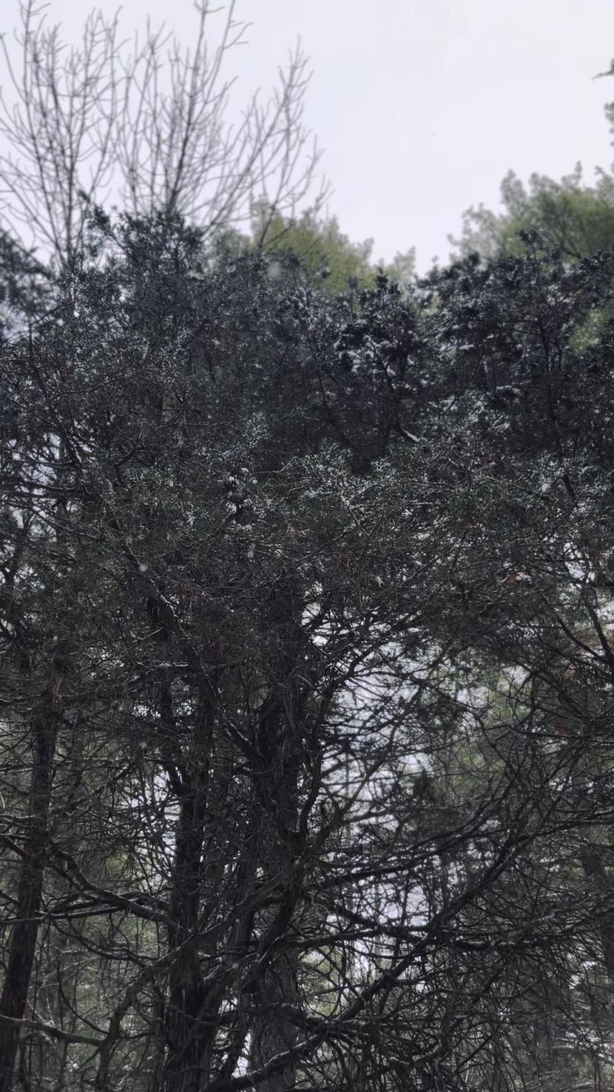 Snow falling & chickadees calling - a peaceful moment from yesterday’s hike