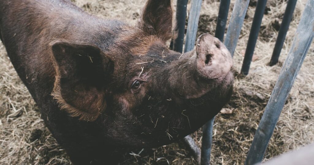 African swine fever rips through Spain