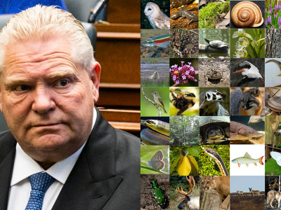 'A disregard for the public's rights': Auditor General slams Doug Ford’s record on environmental rights in latest report
