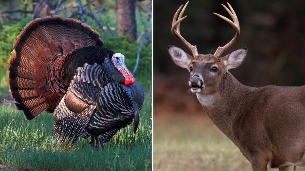 Missouri reveals deer and turkey hunting dates for 2026-27 seasons Missouri reveals deer and turkey hunting dates for 2026-27 seasons
