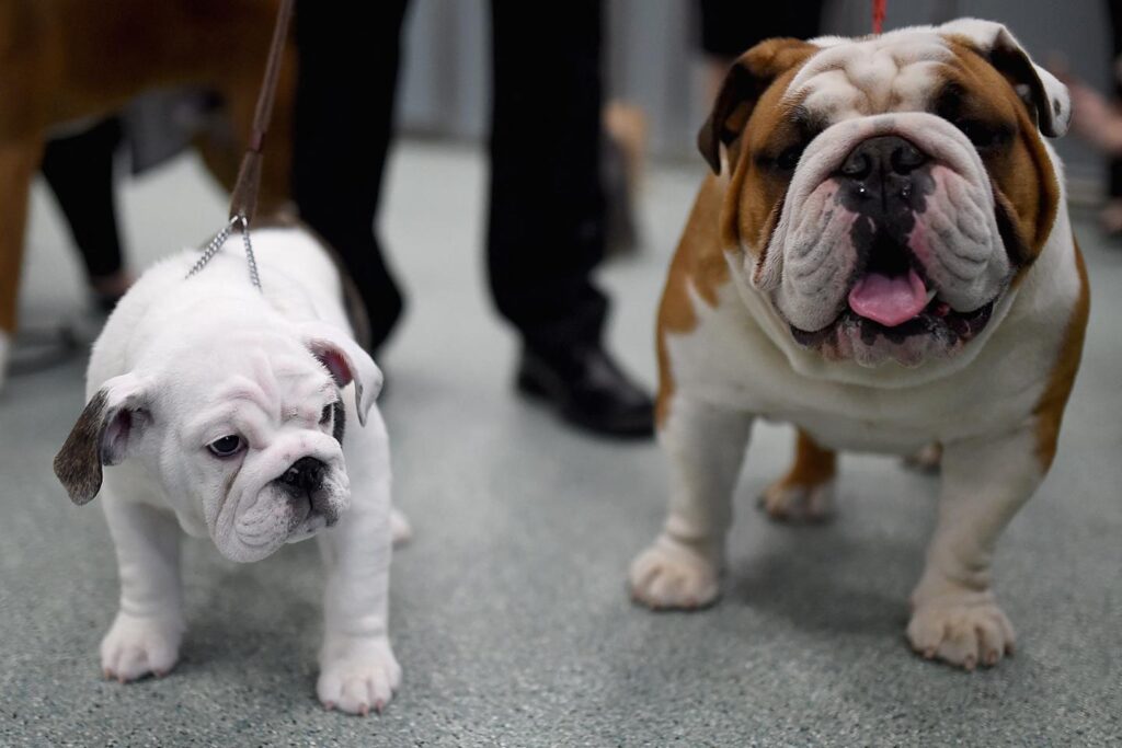 Flattened muzzles or legs too short: when the search for purebred dogs with extreme features harms their health