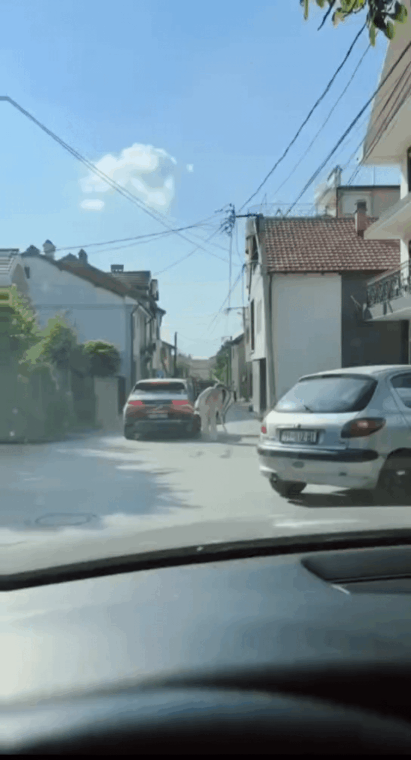 A lady gets out of a car with a Pristina license plate and takes a dog from the street!