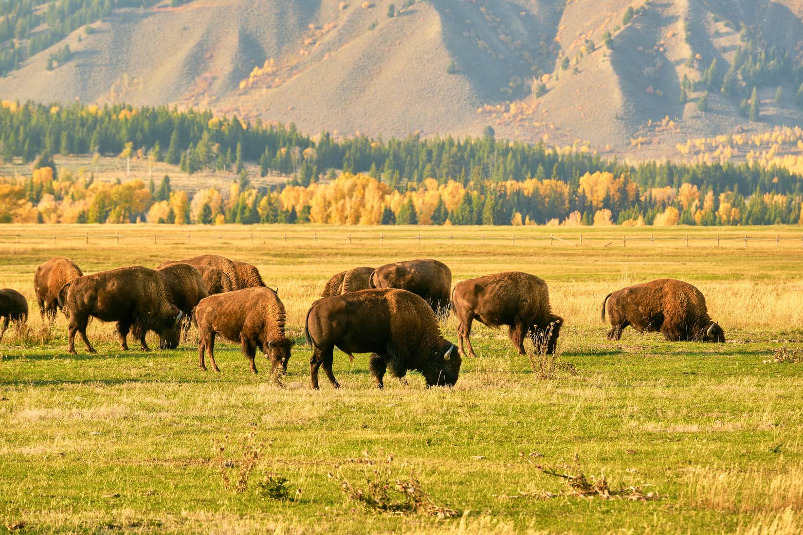 American bison in Yellowstone National Park