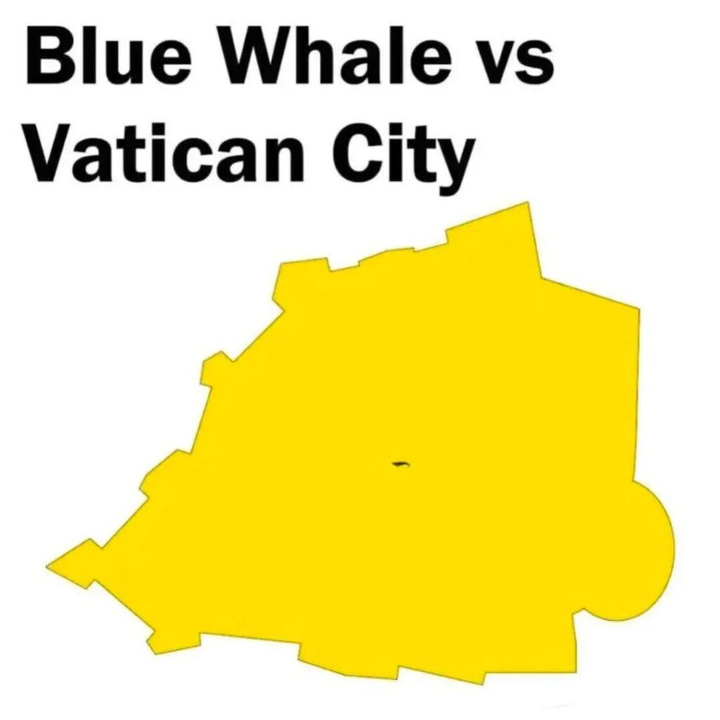 Blue whale vs Vatican City