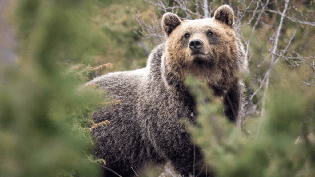 Bears in Italy inbreed more, but are less aggressive Bears in Italy inbreed more, but are less aggressive