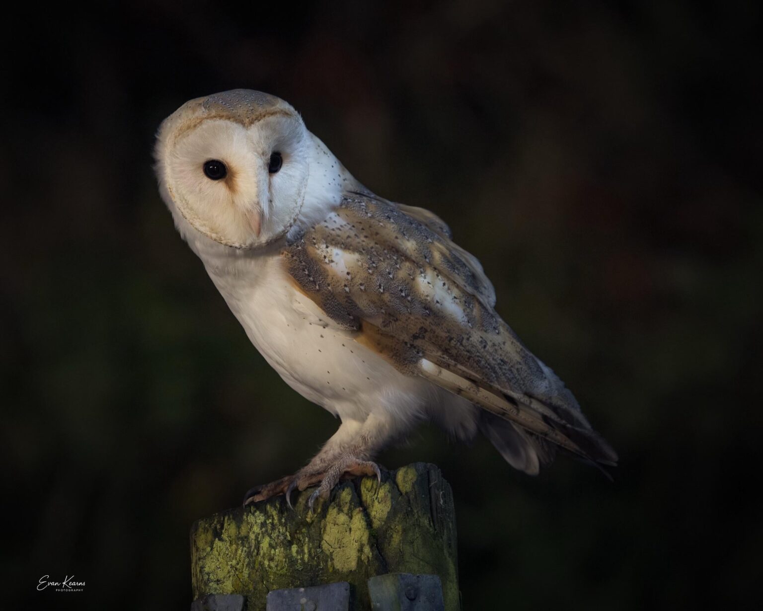 Irish Barn Owl