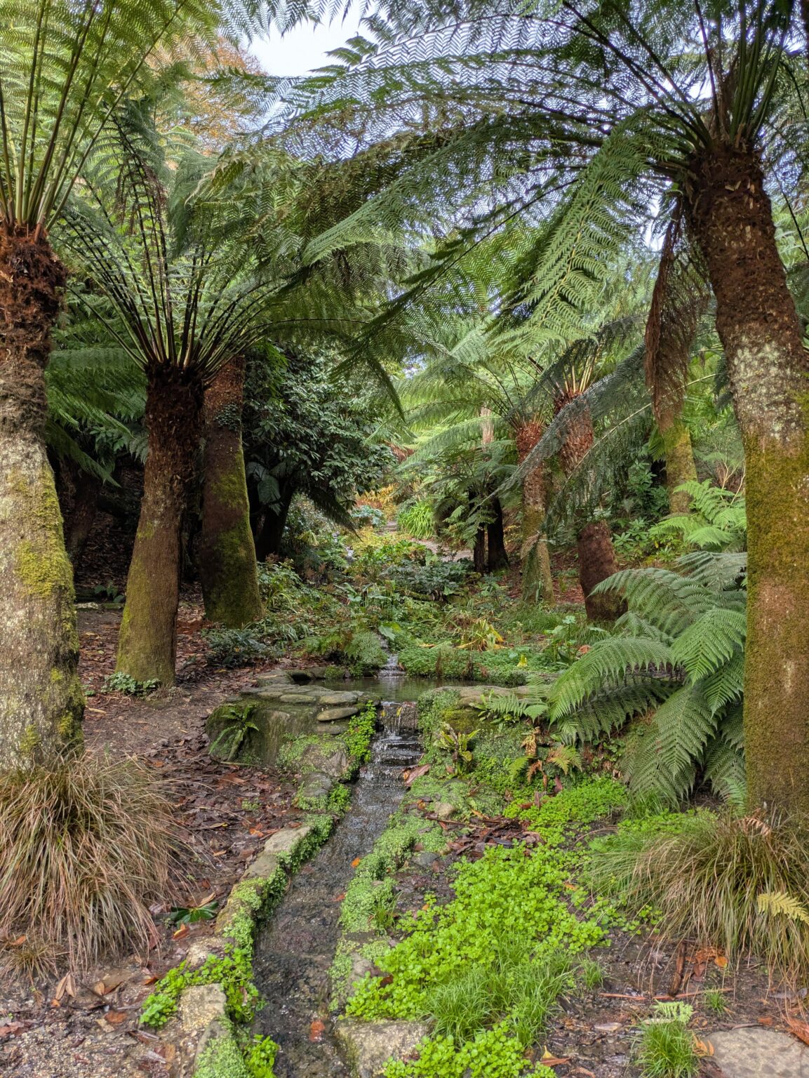 Tropical Trebah Gardens in Cornwall