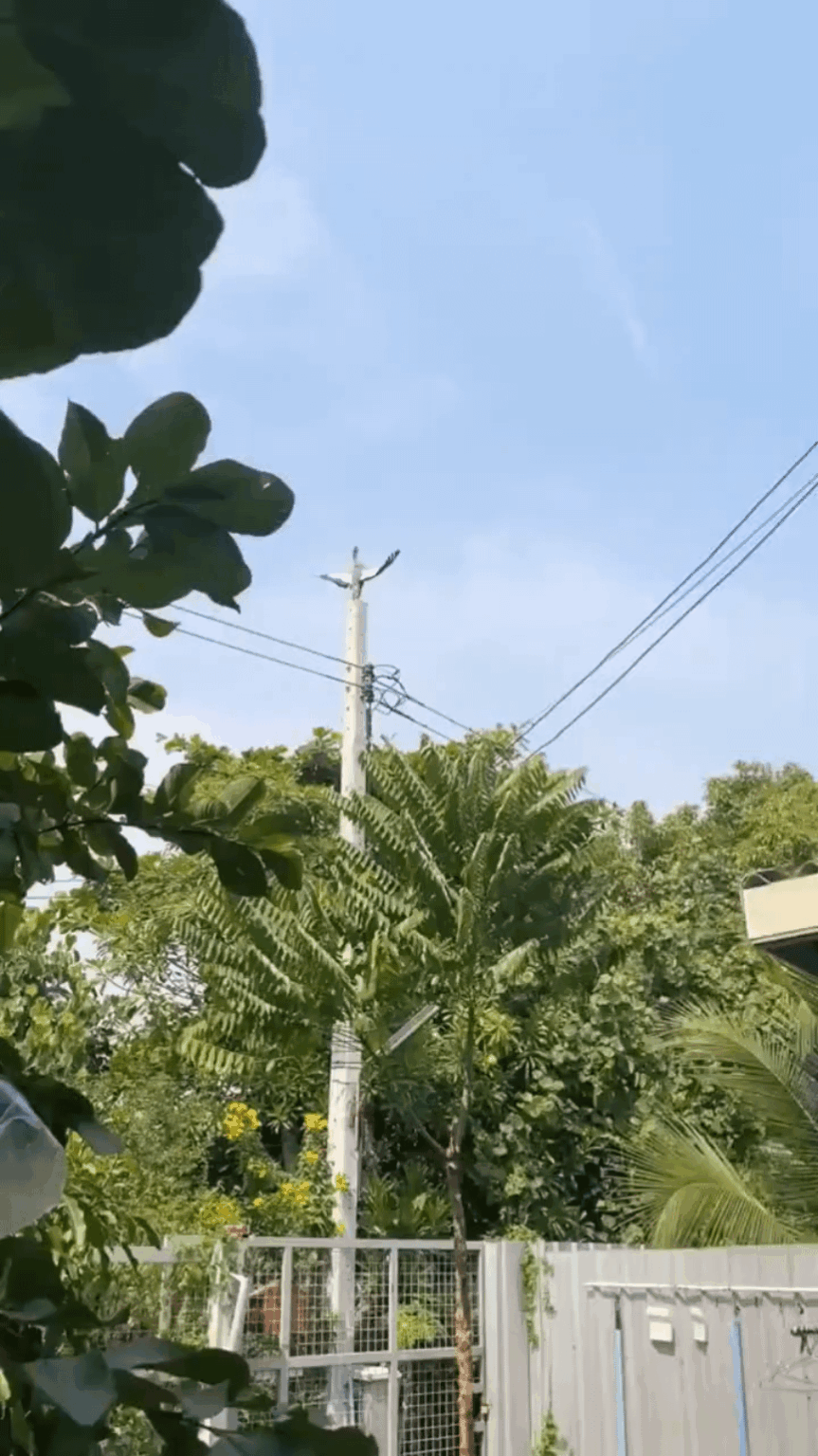 They say he's drying feathers, but to me it looks like he's speaking to the faithful ⚡