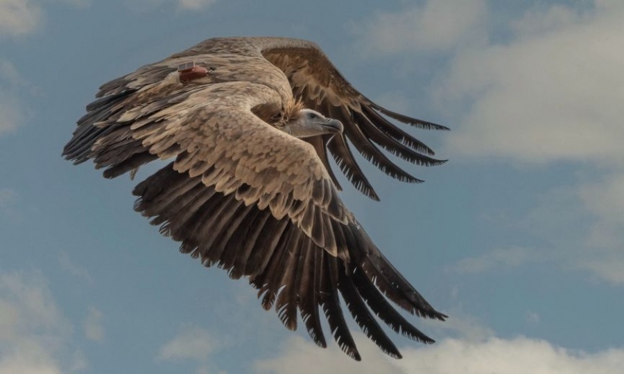 Griffon Vulture’s rescue shows power of bicommunal conservation in Cyprus, KNEWS