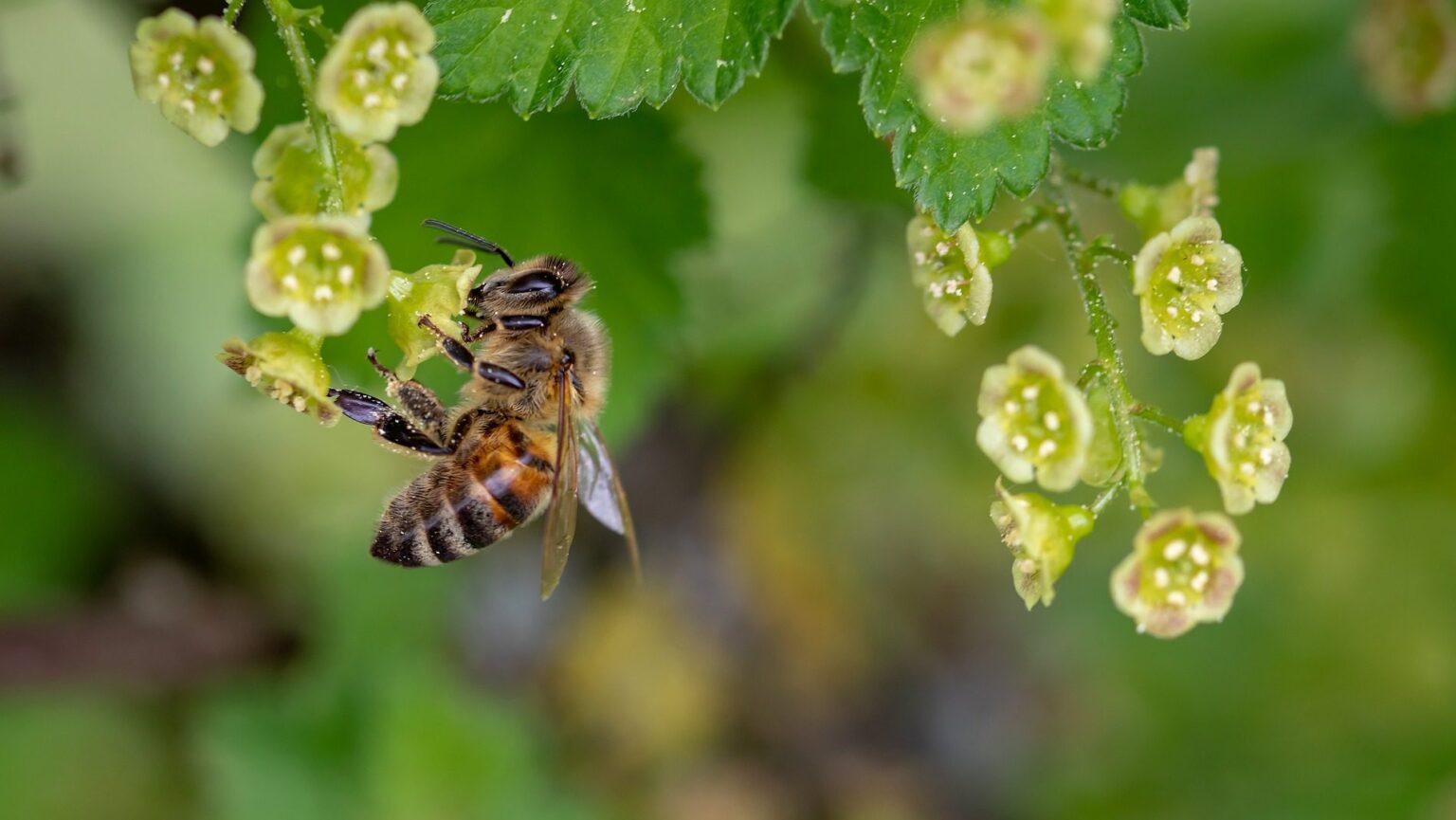 UK wildlife is in deep trouble – here’s what needs to change A bee on a plant.