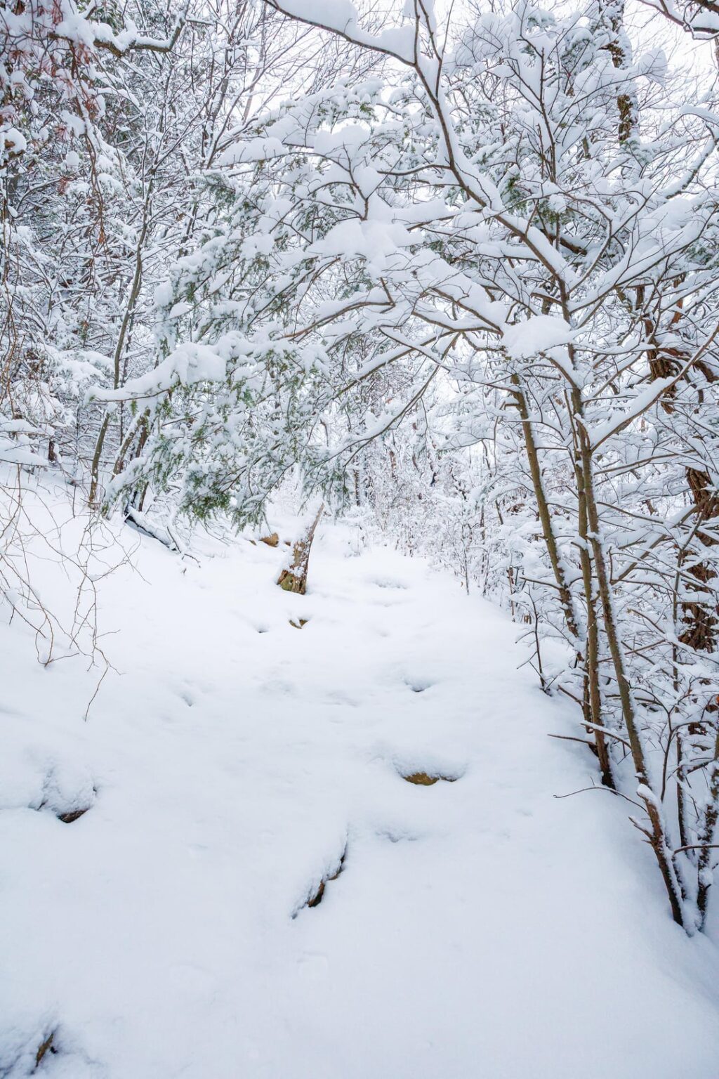 Fresh powder, Pennsylvania, USA, [OC],