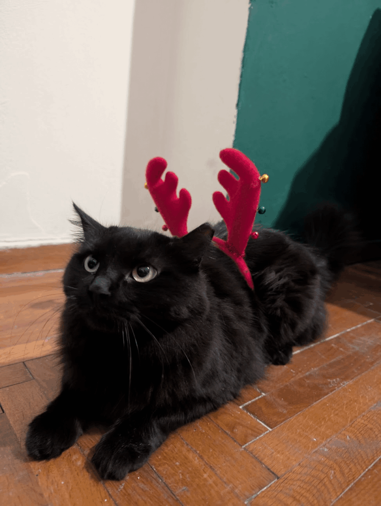 we live it festively together
