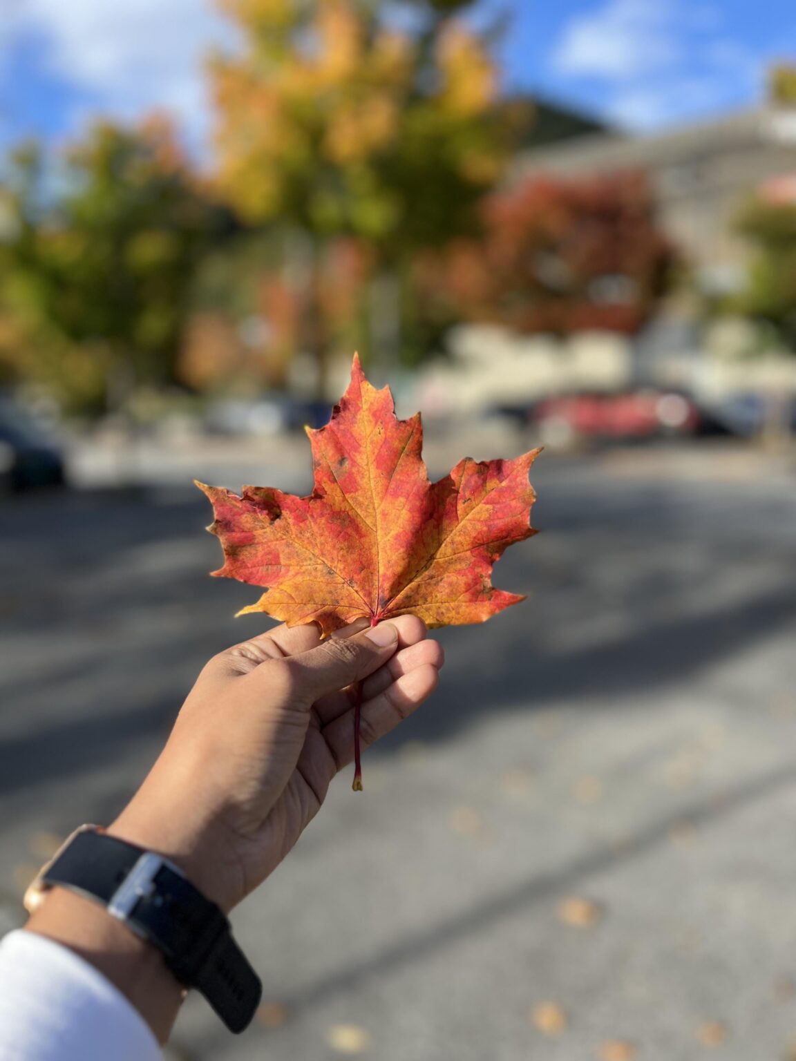 ITAP of a maple leaf in Norway last autumn