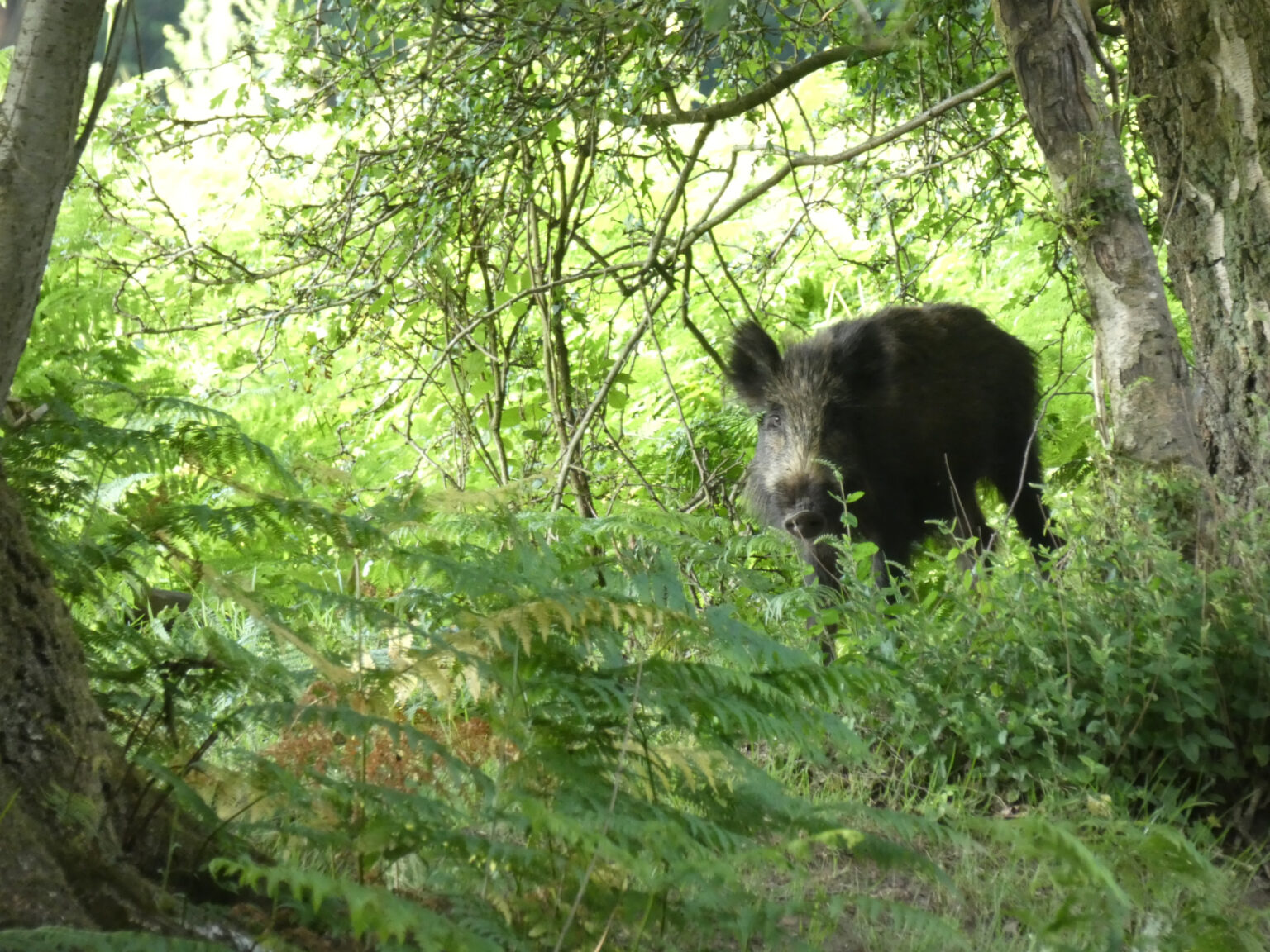 More infected wild boar likely; countries close borders