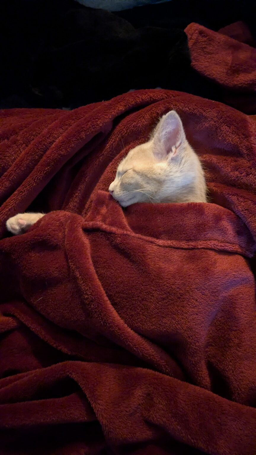 The big Christmas dinner 2025 thread The big Christmas dinner 2025 thread