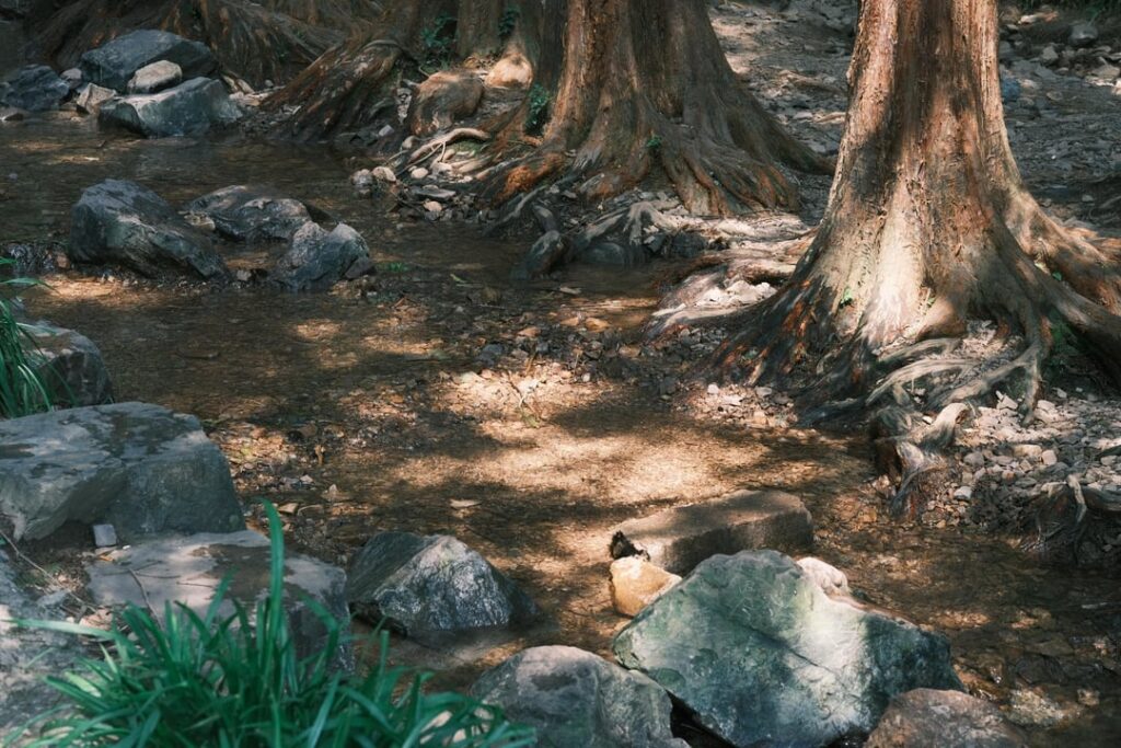 Forests always give me energy