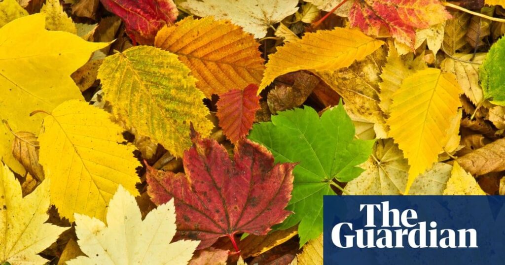 Pensioner ‘fined £250 for spitting’ after leaf blew into his mouth