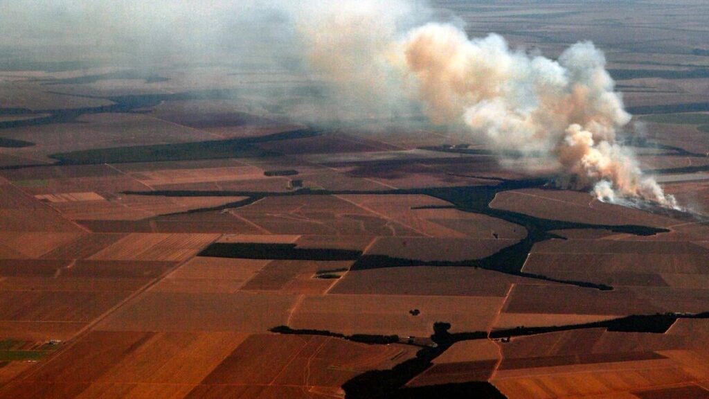 Danish soy imports affect the rainforest: 'Our Amazon is being turned into a desert'