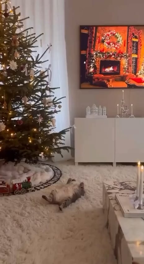 Cat Christmas