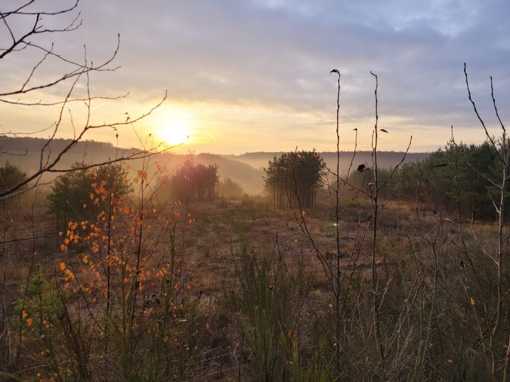 A short morning hike today in the Hoge Kempen National Park in As (Belgian Limburg)