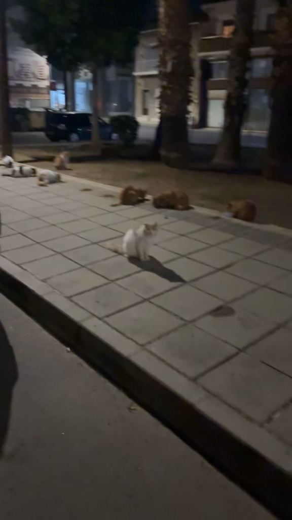 a cat army