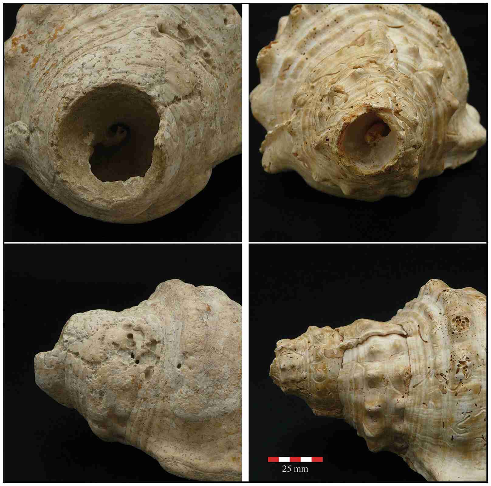 Details of the apical cut from the shell trumpets