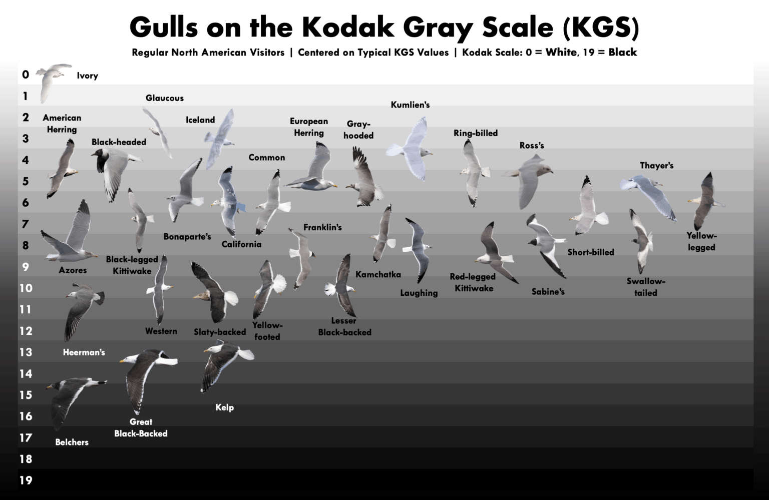 [OC] North American Gulls on the Kodak Gray Scale
