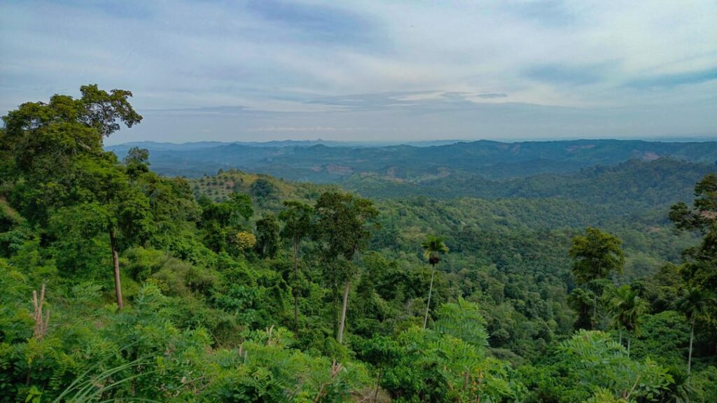 Natural view from the second floor of Enita Kitchen Cafe