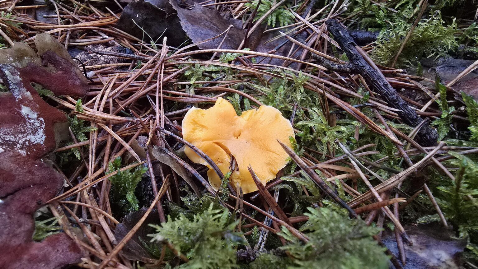 21.12.25 Ogre's blue mountains