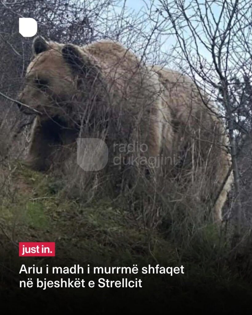 The bear rested 🐻🐻