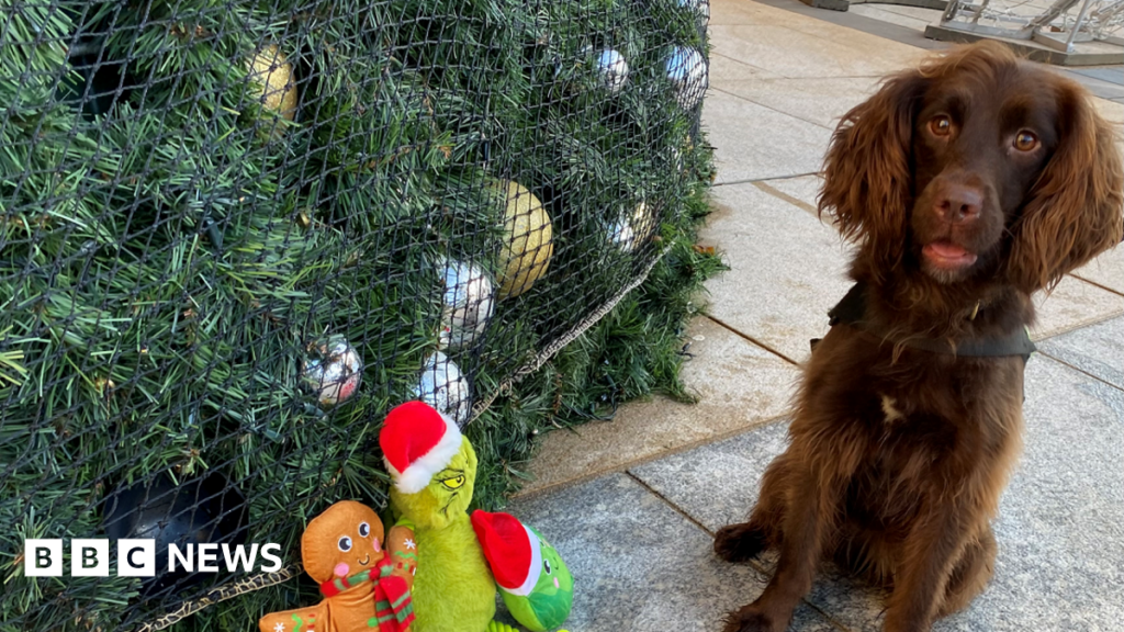 A black Labrador sits in front of a Christmas tree. The tree is brightly lit and in the corner of a living room