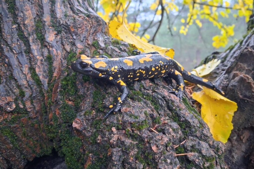 The endangered Yellow-Spotted Salamander known as Turkish Salamander was spotted in Adana, Türkiye. November 30, 2025. (AA Photo)
