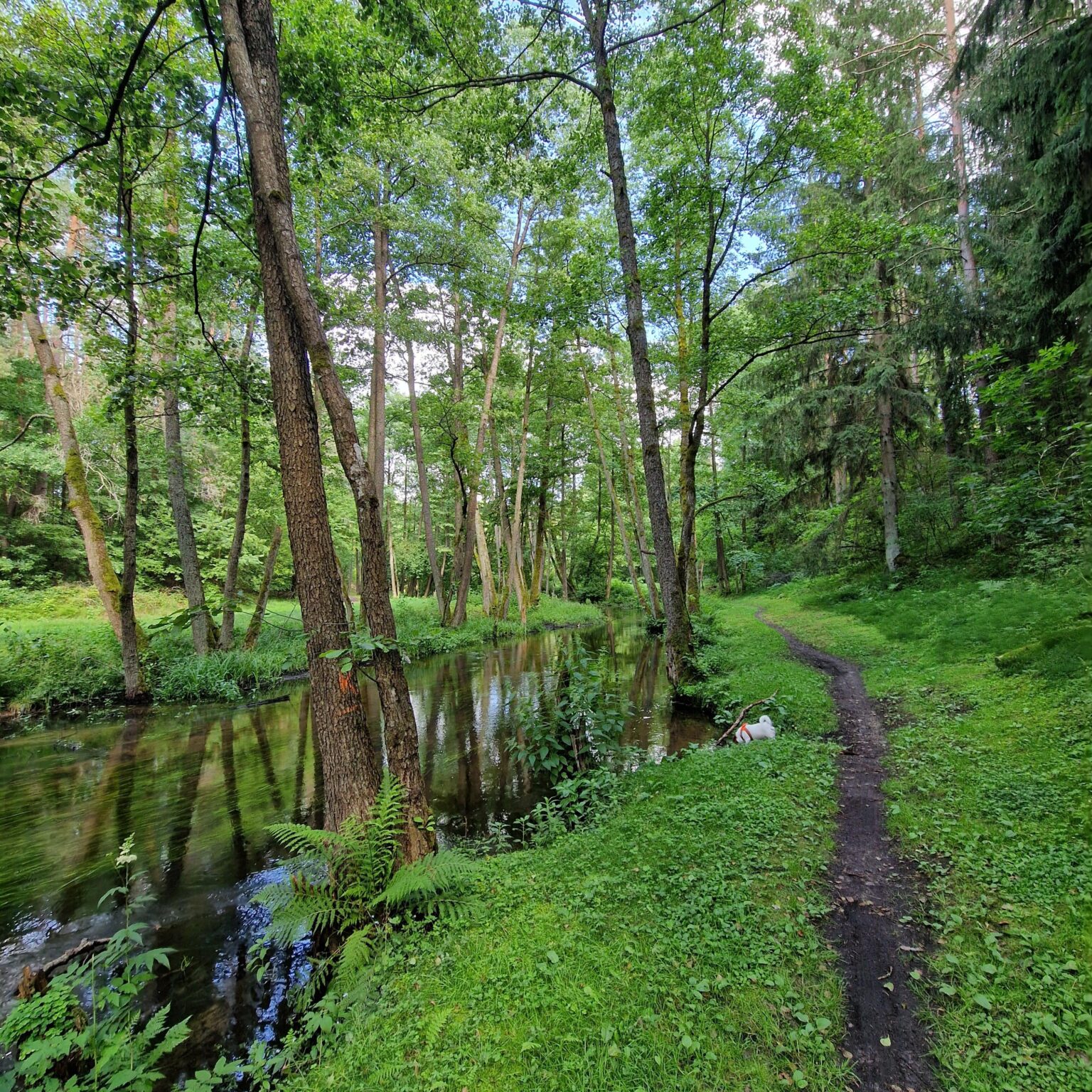 Along the river, through the forest