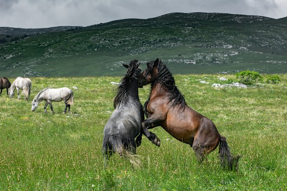Wild stallions jostle on the Kruzi plateau.