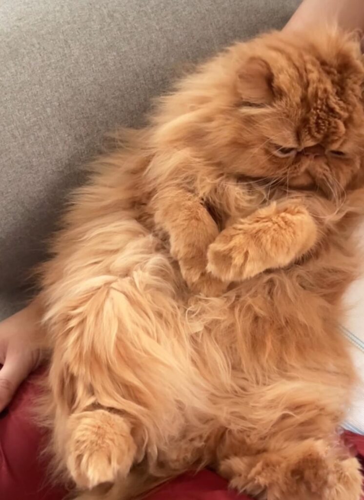 On Garfield mu se back😍... Lazy Persian🥹