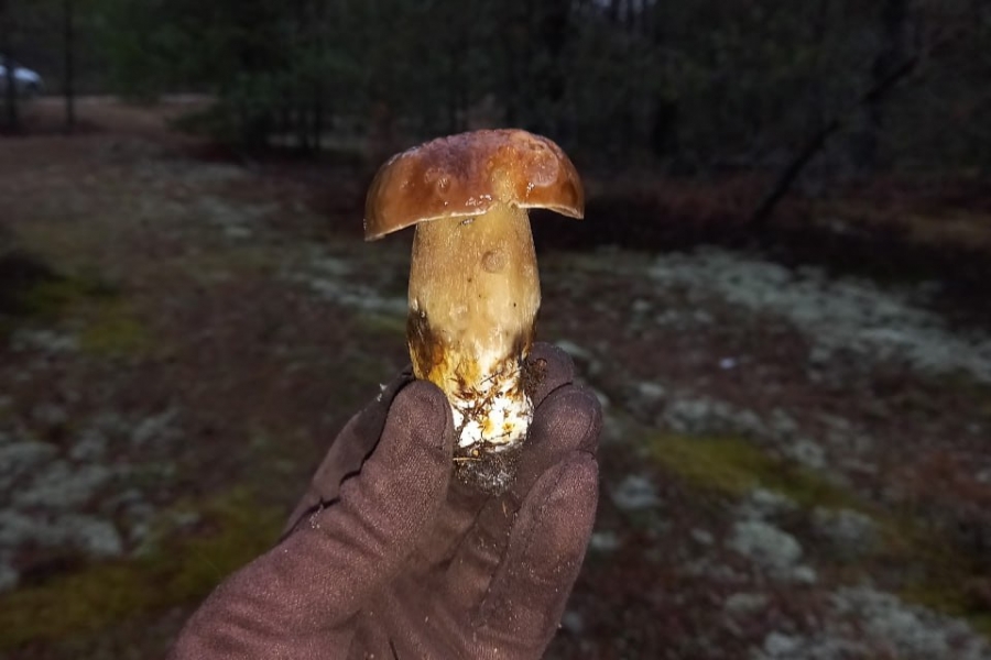 In Belarus, porcini mushrooms continue to grow in December, and greenfinches and russulas are collected by the bucketful. PHOTOS