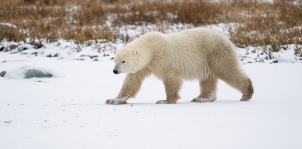 Polar bears are adapting to climate change at a genetic level – and it could help them avoid extinction