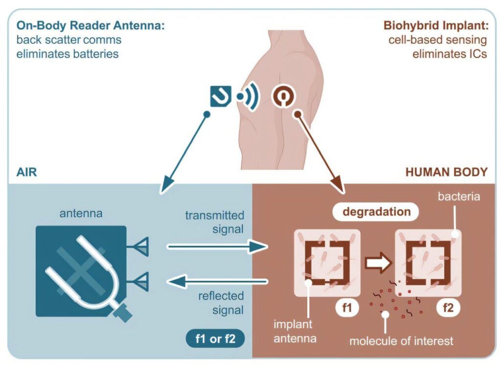 Scientists from Turkey have designed an implantable biosensor using genetically engineered E. coli for molecular-level monitoring within the body that runs on its own, wirelessly, with no external batteries required.