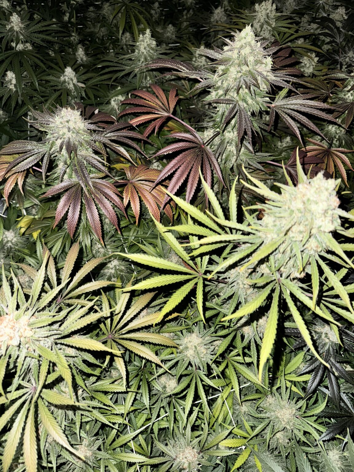 Malta is doing something right with cannabis laws and social clubs