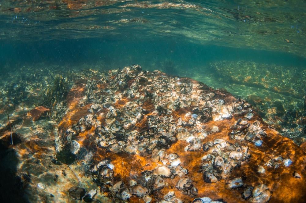 The UK will soon be home to the largest oyster reef in Europe