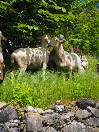 Gruyere, Switzerland