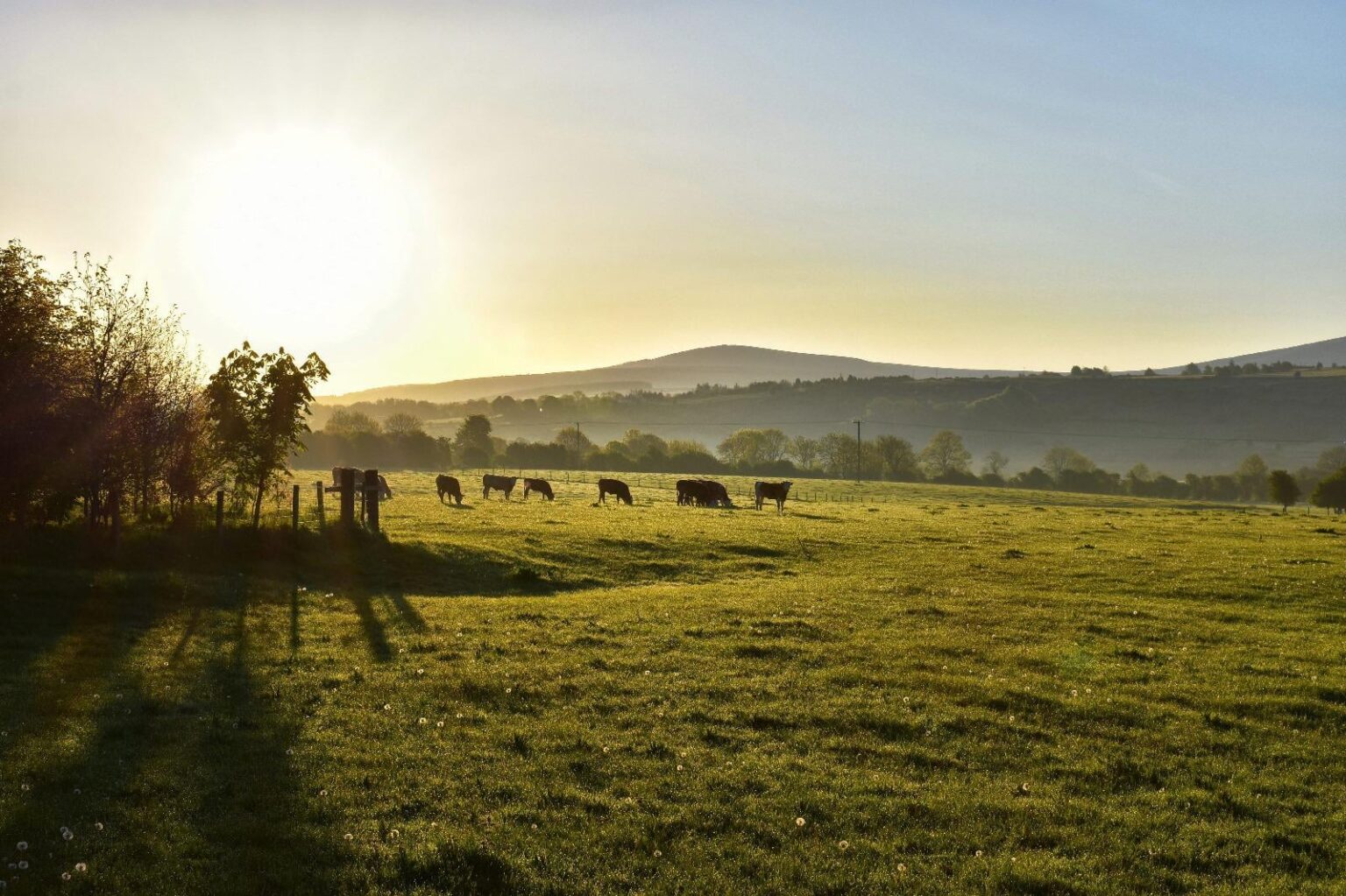 Cows at sunrise